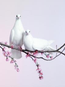 doves